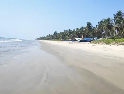 Coconut-lined coast at Payyoli Beach