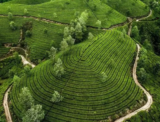 Munnar Hill Station